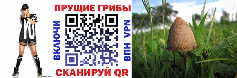 где купить наркоту  Судогда  Галлюциногенные грибы Psilocybe 